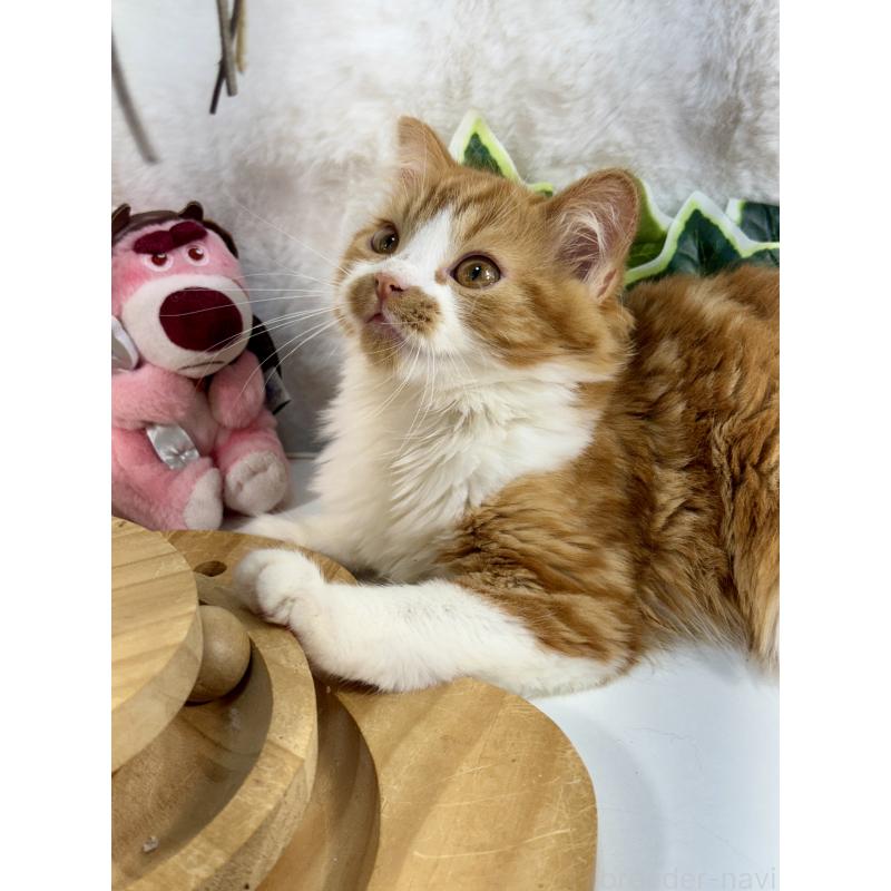 販売中の大阪府のマンチカン-137530の10枚目