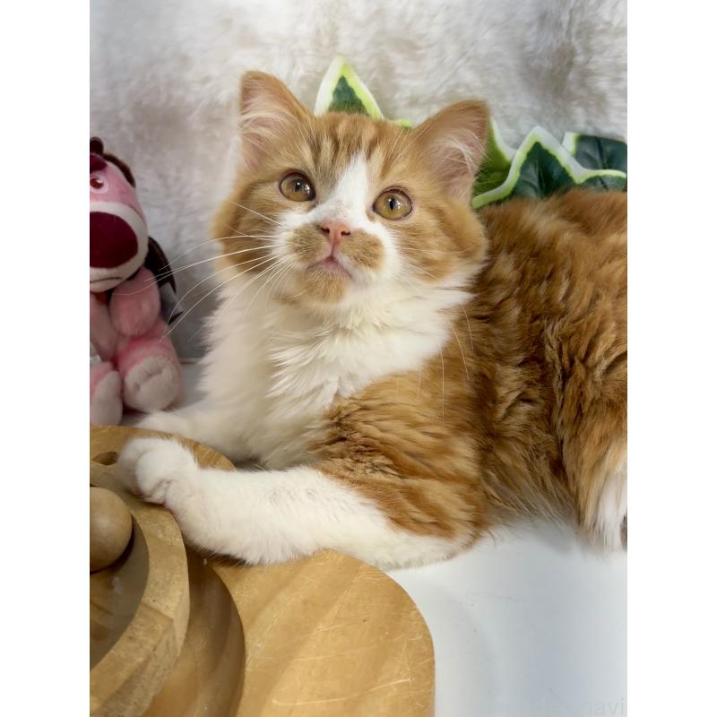 販売中の大阪府のマンチカン-137530の9枚目