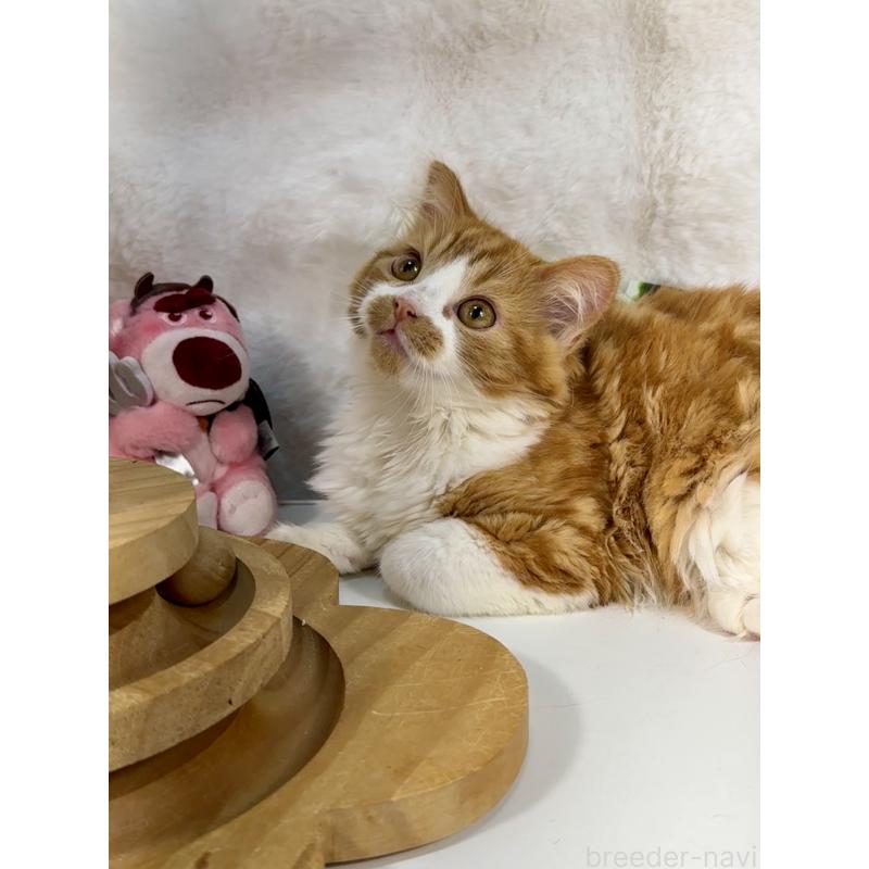 販売中の大阪府のマンチカン-137530の8枚目