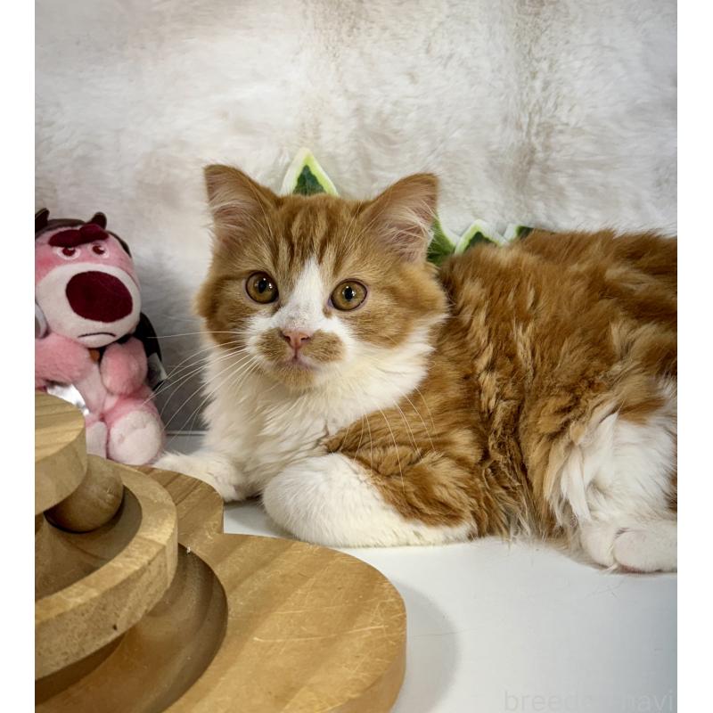 販売中の大阪府のマンチカン-137530の7枚目