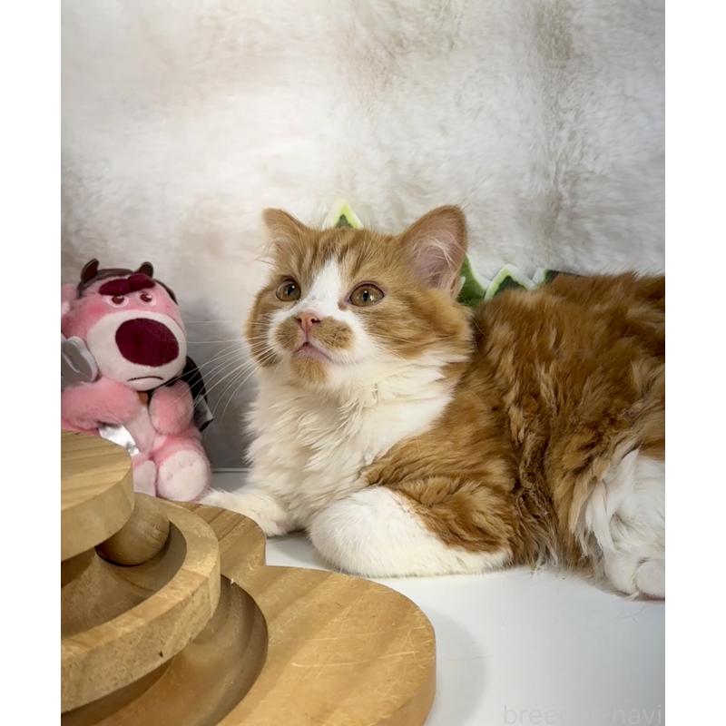 販売中の大阪府のマンチカン-137530の5枚目