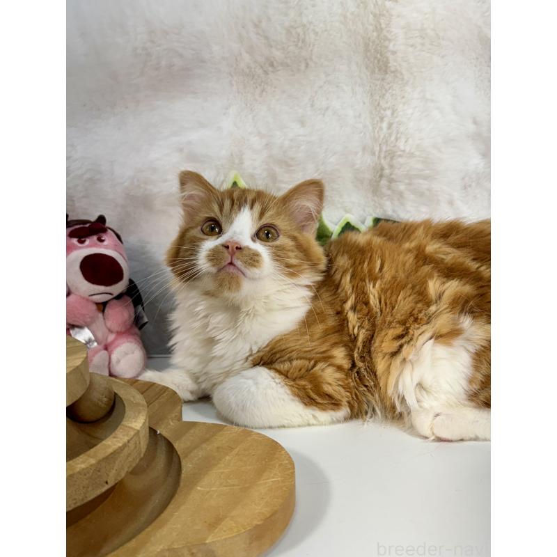 販売中の大阪府のマンチカン-137530の4枚目