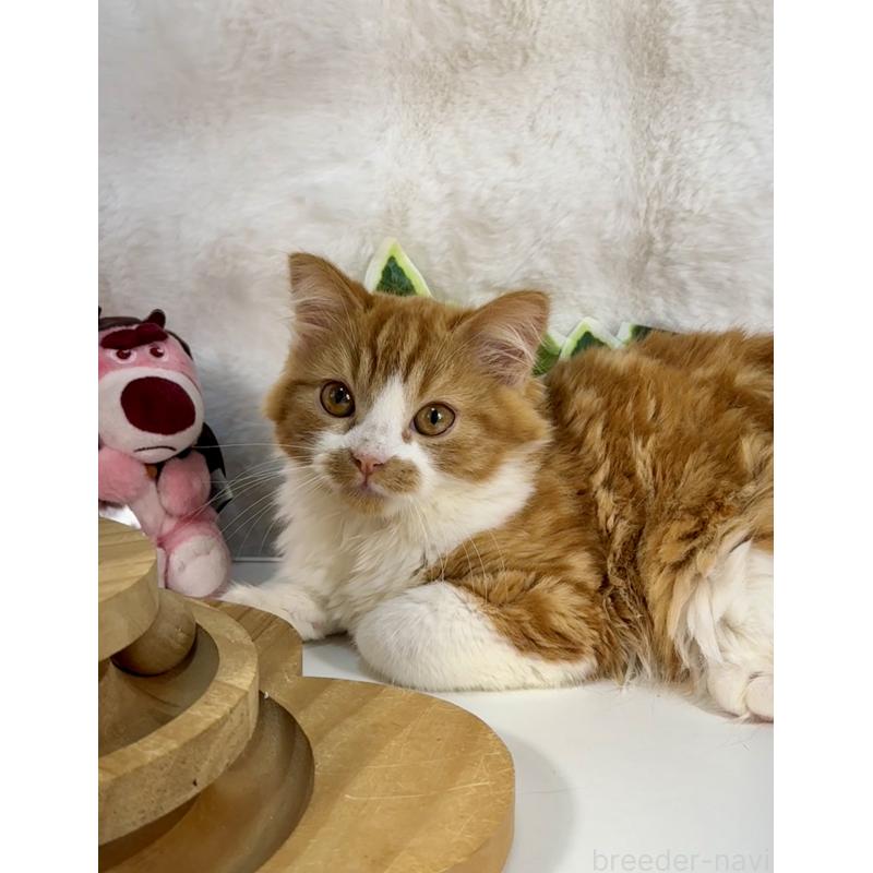 販売中の大阪府のマンチカン-137530の3枚目