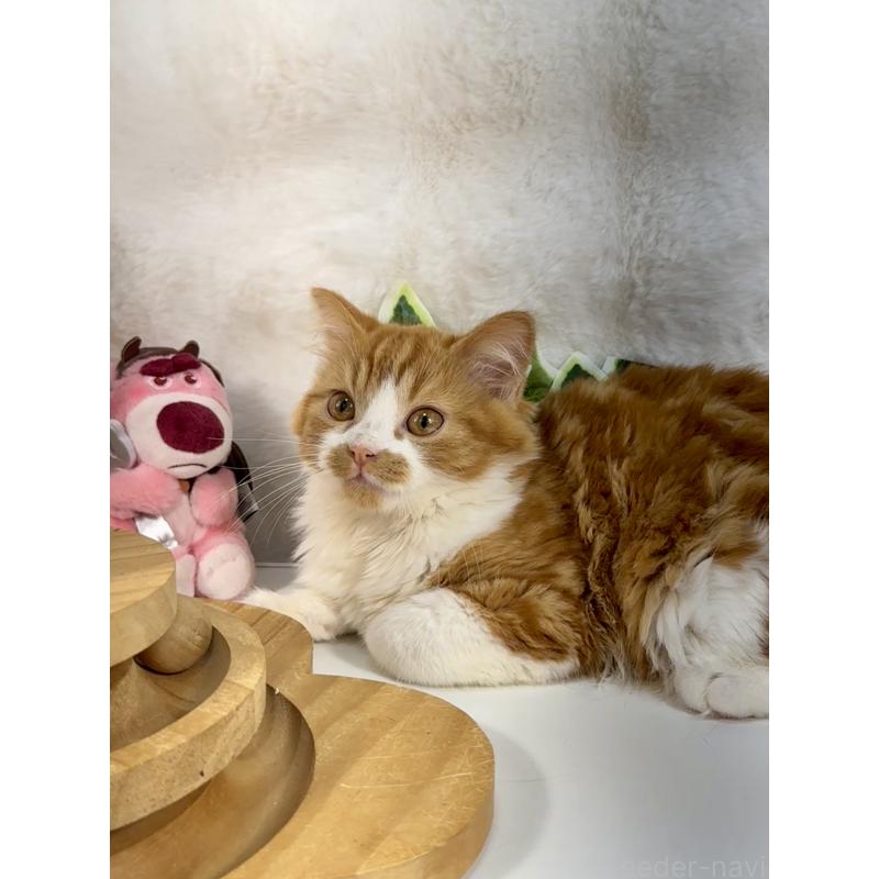 販売中の大阪府のマンチカン-137530の2枚目