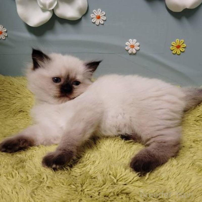 販売中の北海道のサイベリアン-137529の4枚目