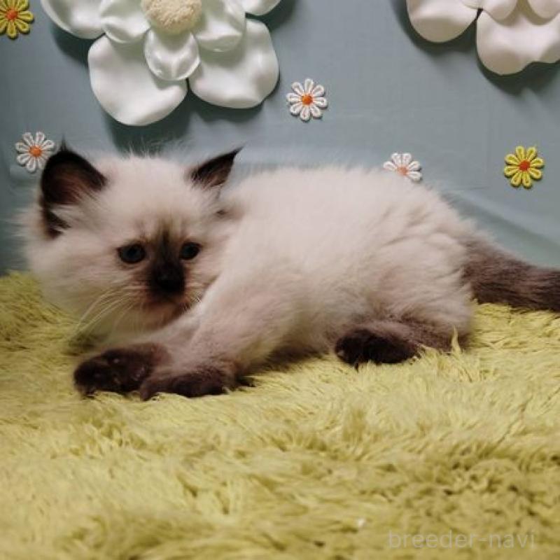 販売中の北海道のサイベリアン-137529の2枚目