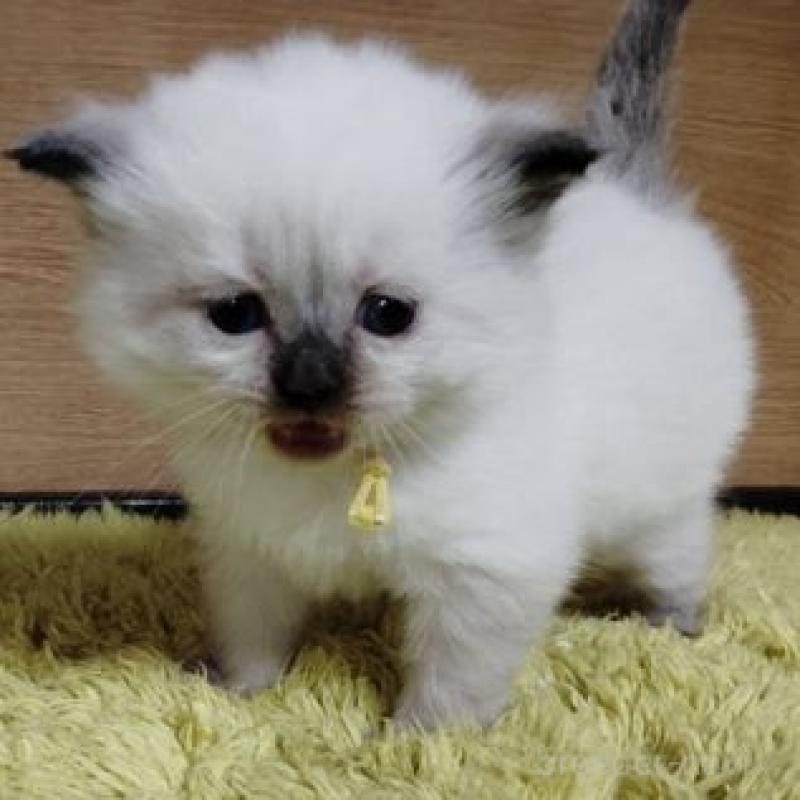 販売中の北海道のサイベリアン-137529の3枚目