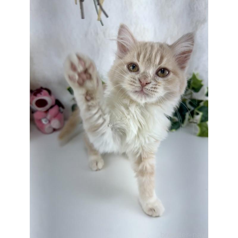 販売中の大阪府のマンチカン-137531の12枚目