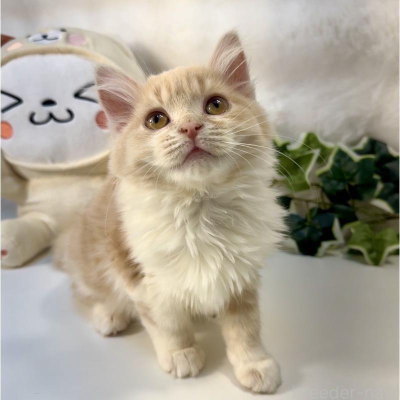 販売中の大阪府のマンチカン-137531の11枚目