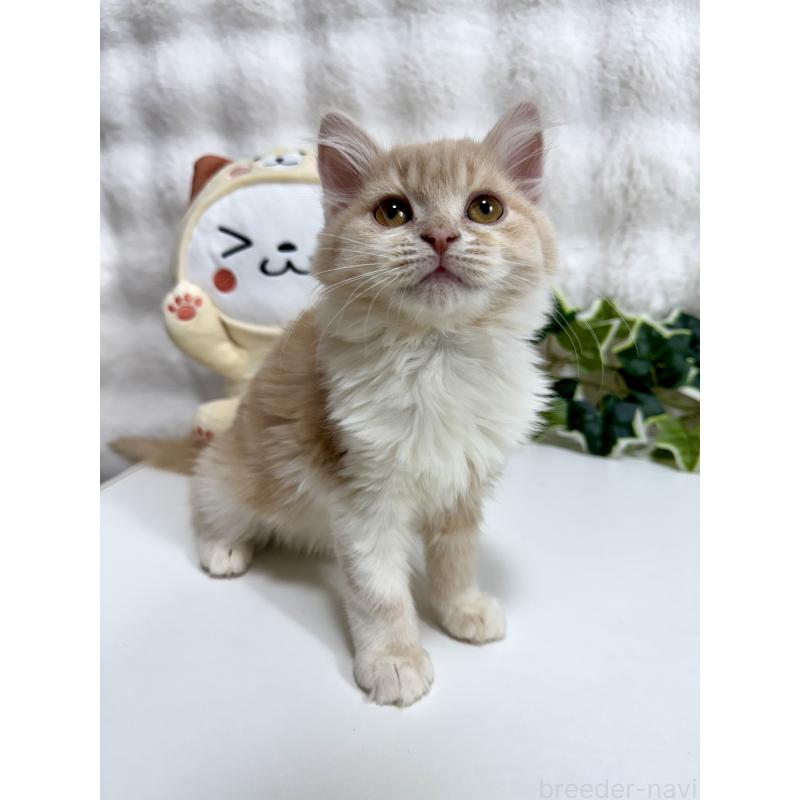 販売中の大阪府のマンチカン-137531の10枚目