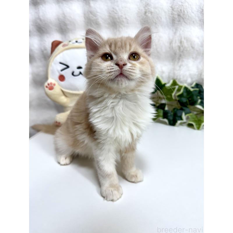 販売中の大阪府のマンチカン-137531の9枚目