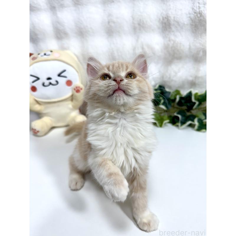 販売中の大阪府のマンチカン-137531の8枚目