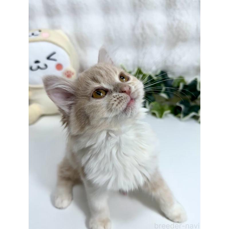 販売中の大阪府のマンチカン-137531の6枚目