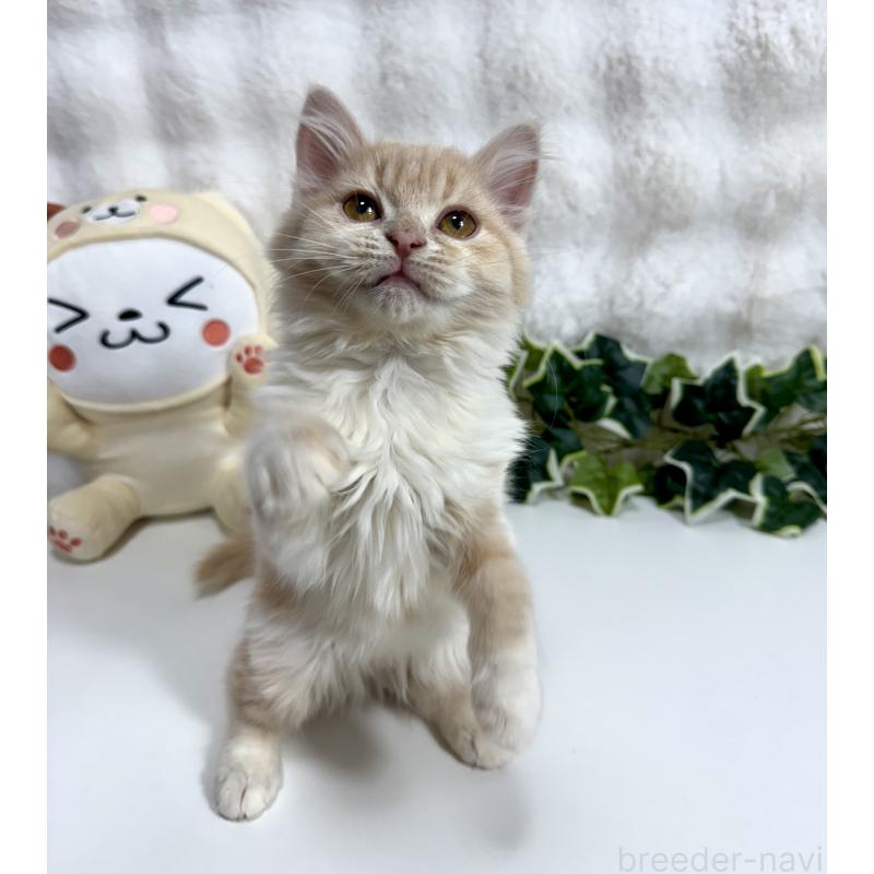 販売中の大阪府のマンチカン-137531の4枚目