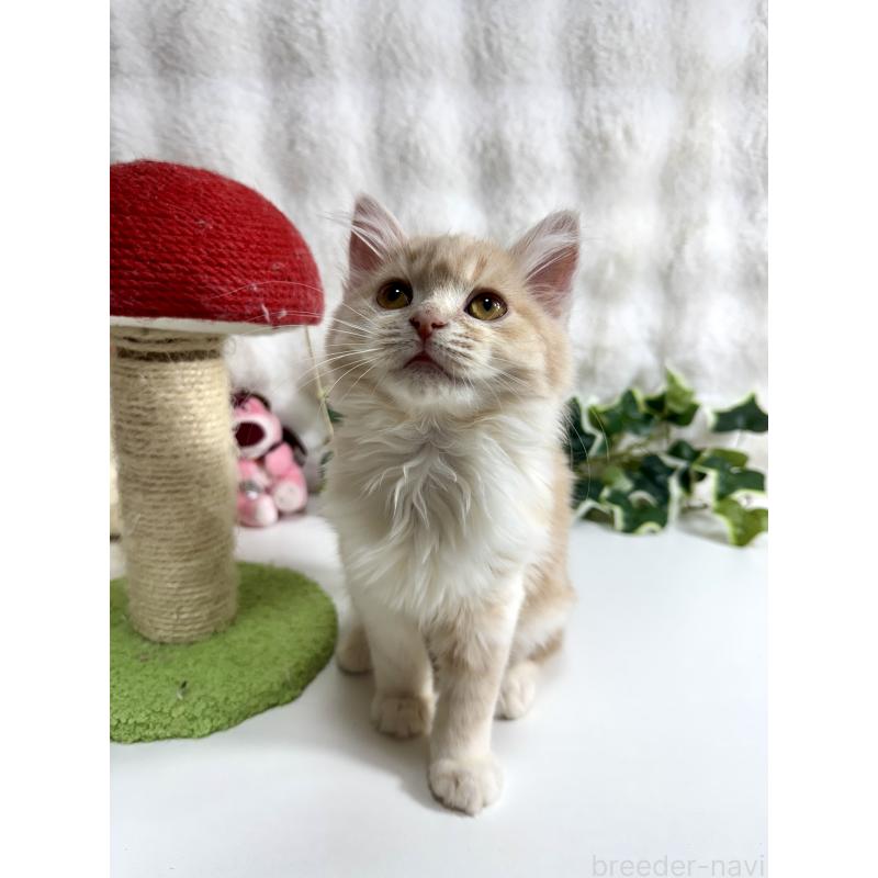 販売中の大阪府のマンチカン-137531の3枚目