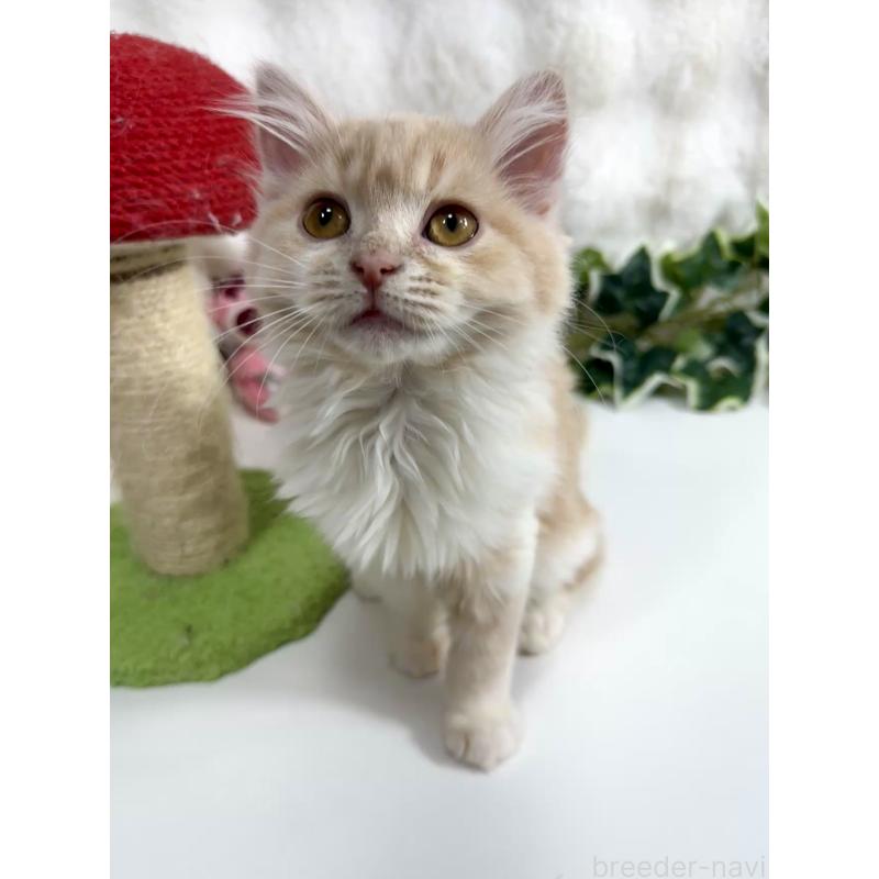 販売中の大阪府のマンチカン-137531の2枚目