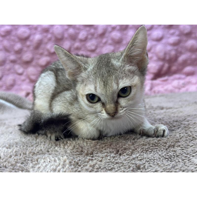 販売中の茨城県のシンガプーラ-137532の14枚目