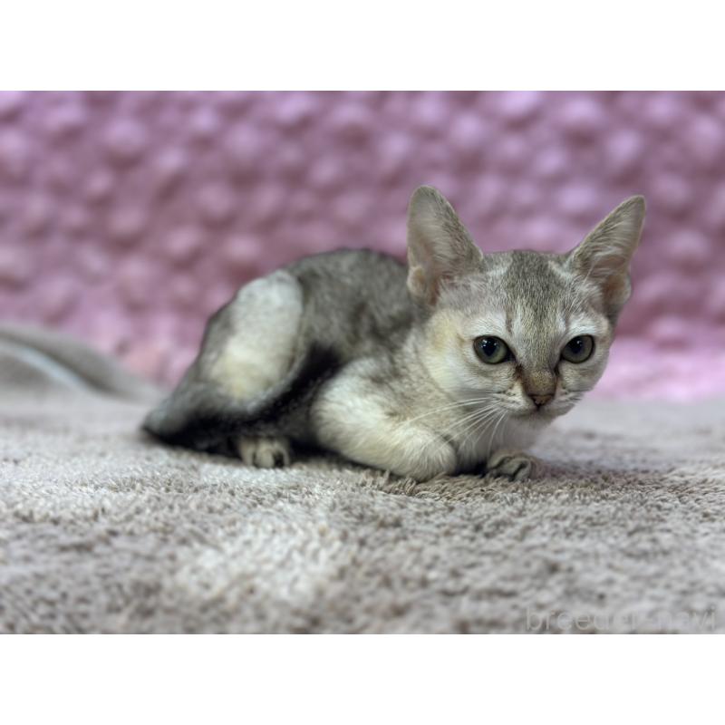 販売中の茨城県のシンガプーラ-137532の13枚目