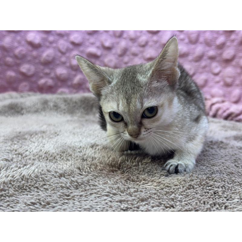 販売中の茨城県のシンガプーラ-137532の12枚目