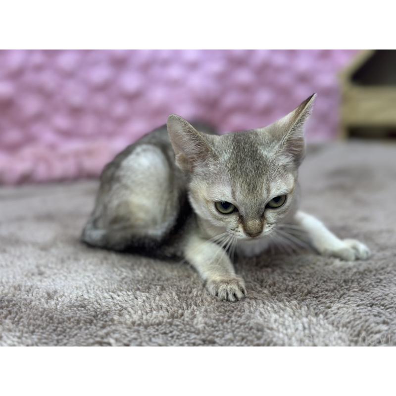 販売中の茨城県のシンガプーラ-137532の11枚目