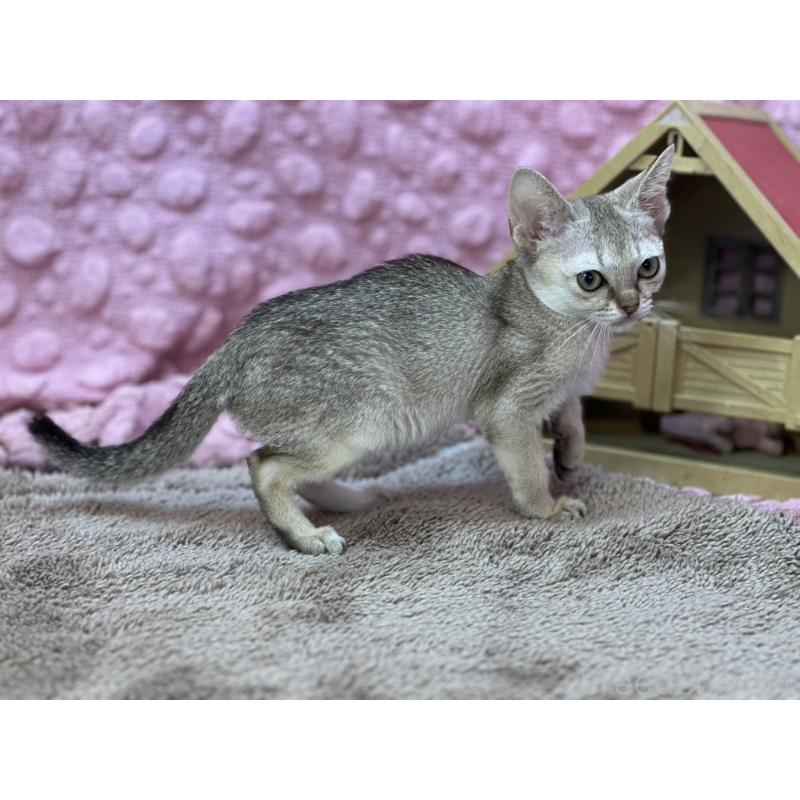 販売中の茨城県のシンガプーラ-137532の9枚目