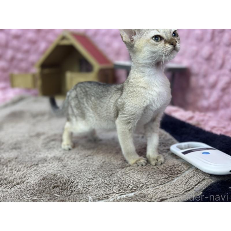 販売中の茨城県のシンガプーラ-137532の8枚目