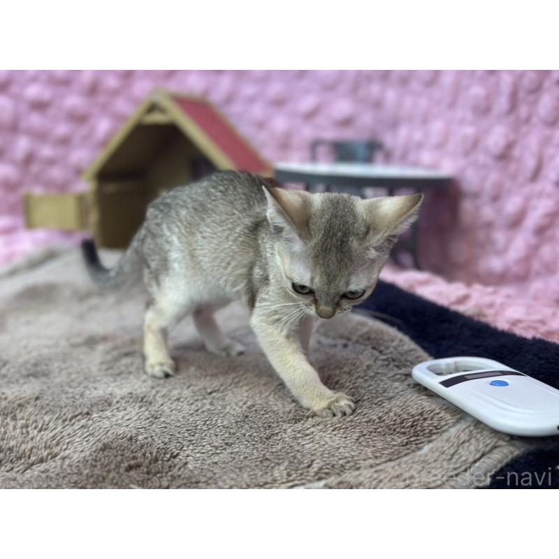 販売中の茨城県のシンガプーラ-137532の7枚目