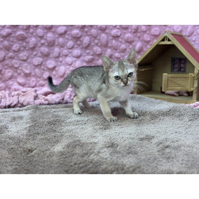 販売中の茨城県のシンガプーラ-137532の5枚目