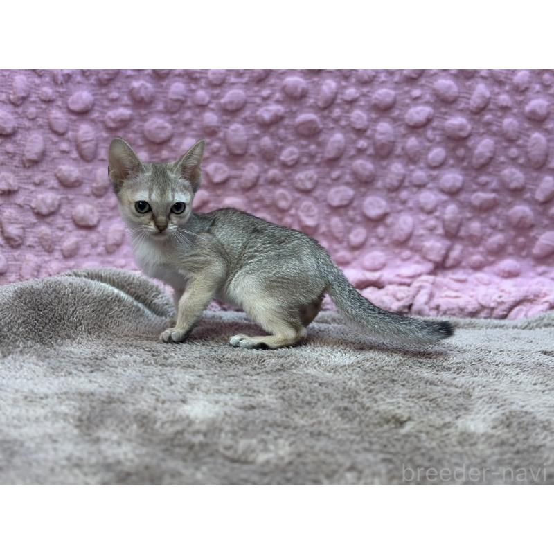 販売中の茨城県のシンガプーラ-137532の2枚目