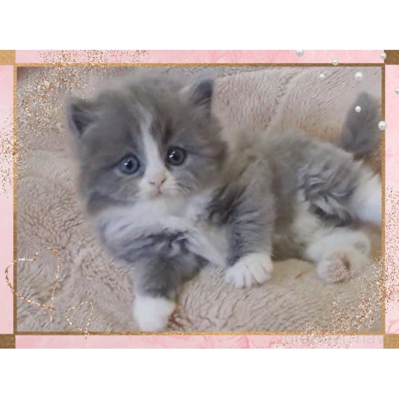 販売中の愛媛県のミヌエット-137533の6枚目