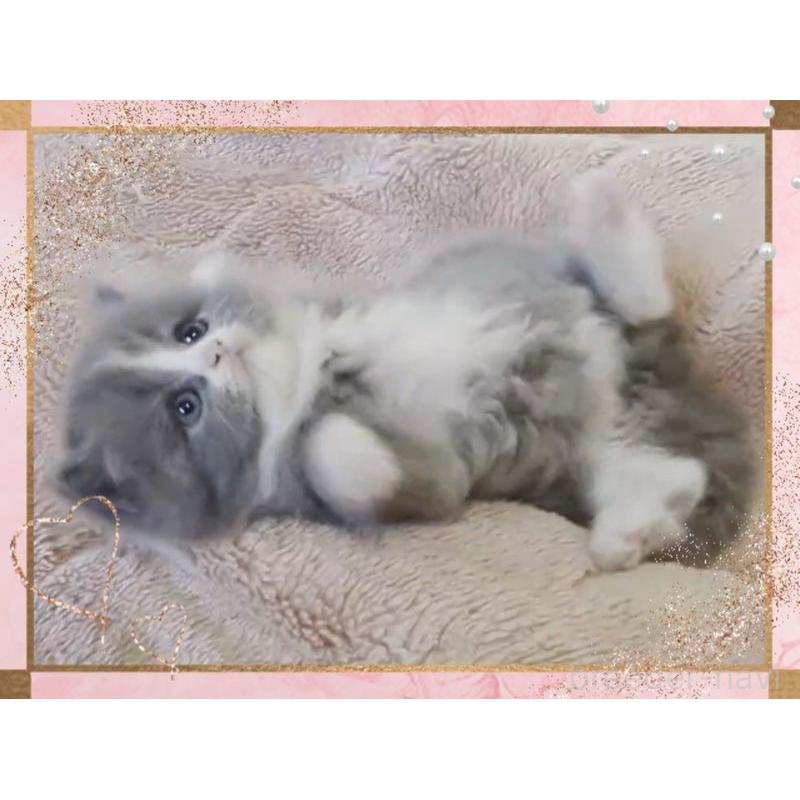 販売中の愛媛県のミヌエット-137533の5枚目