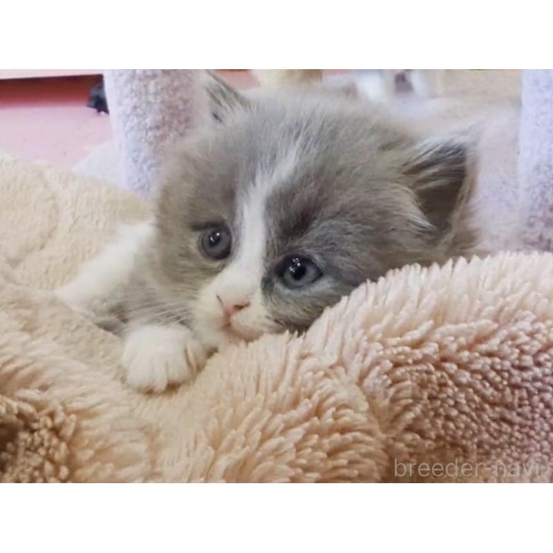 販売中の愛媛県のミヌエット-137533の4枚目