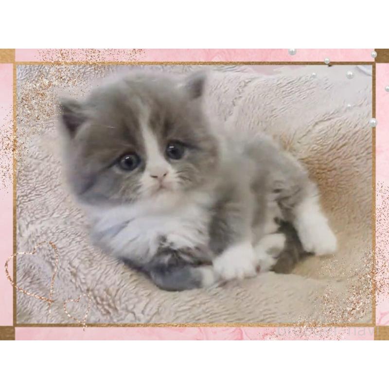 販売中の愛媛県のミヌエット-137533の2枚目