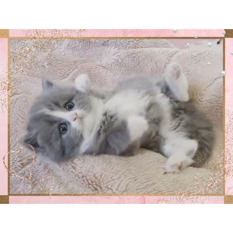 販売中の愛媛県のミヌエット-137533の3枚目