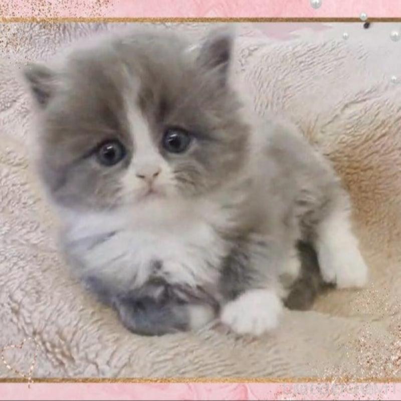 販売中の愛媛県のミヌエット-137533の1枚目