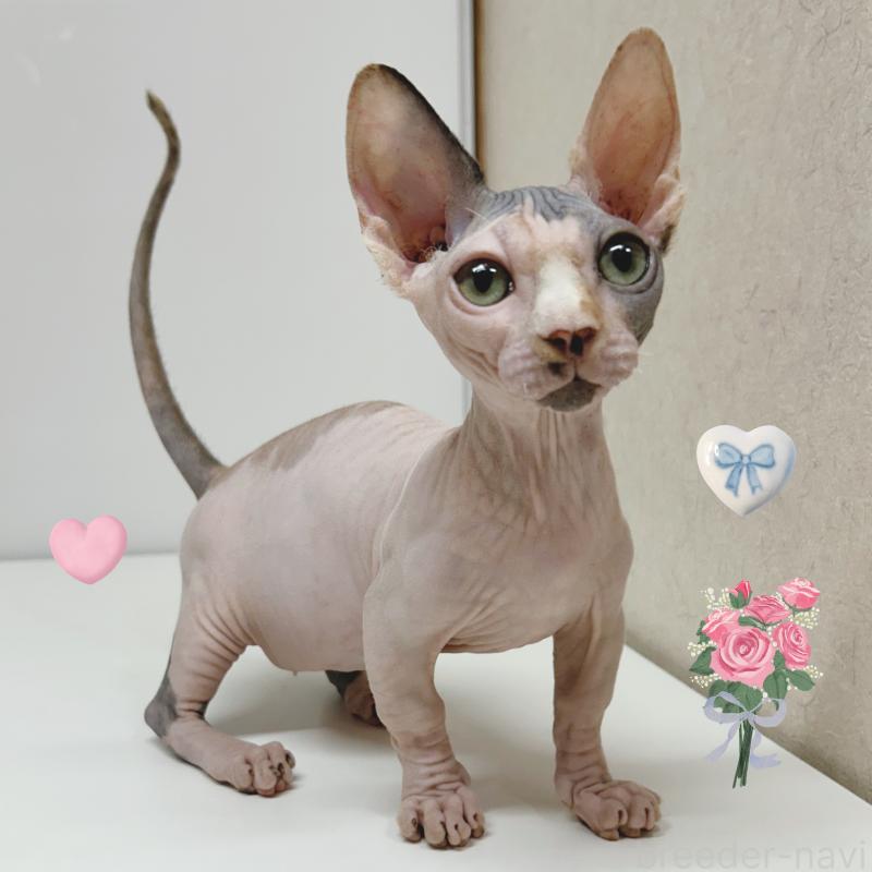 販売中の東京都のバンビーノ-133308の1枚目