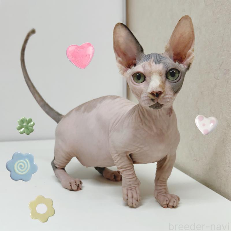 販売中の東京都のバンビーノ-133308の6枚目