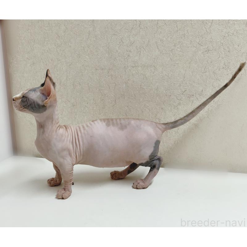 販売中の東京都のバンビーノ-133308の5枚目