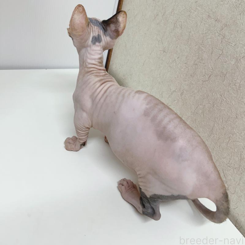 販売中の東京都のバンビーノ-133308の4枚目