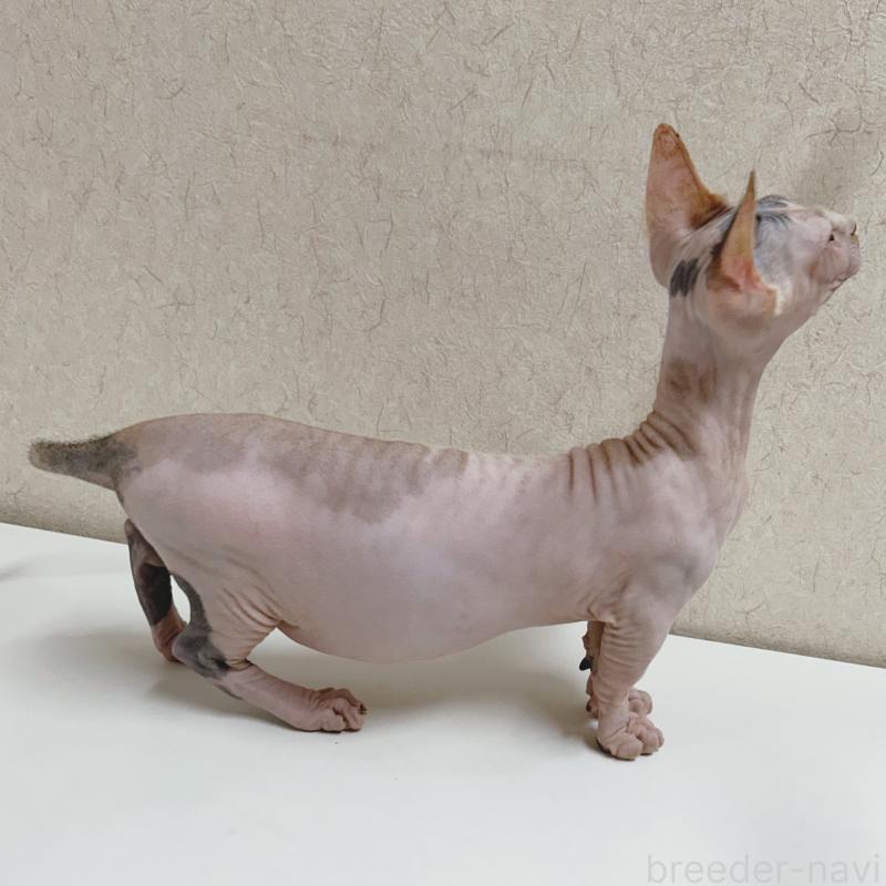 販売中の東京都のバンビーノ-133308の3枚目