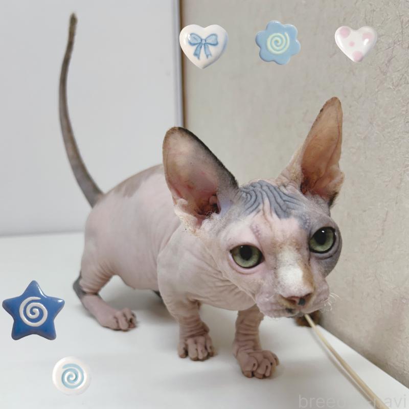 販売中の東京都のバンビーノ-133308の2枚目