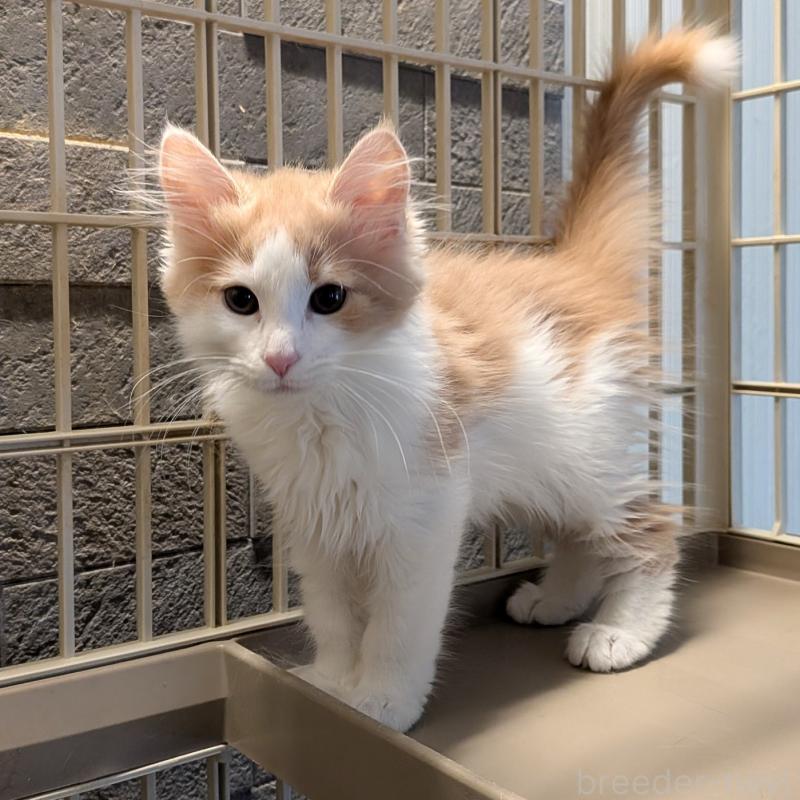 販売中の埼玉県のノルウェージャンフォレストキャット-134155