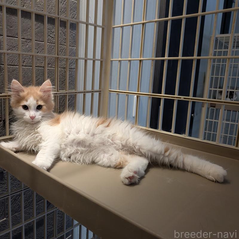 成約済の埼玉県のノルウェージャンフォレストキャット-134155の3枚目