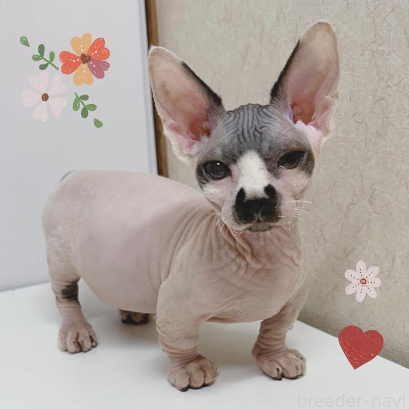 販売中の東京都のバンビーノ-133309の6枚目