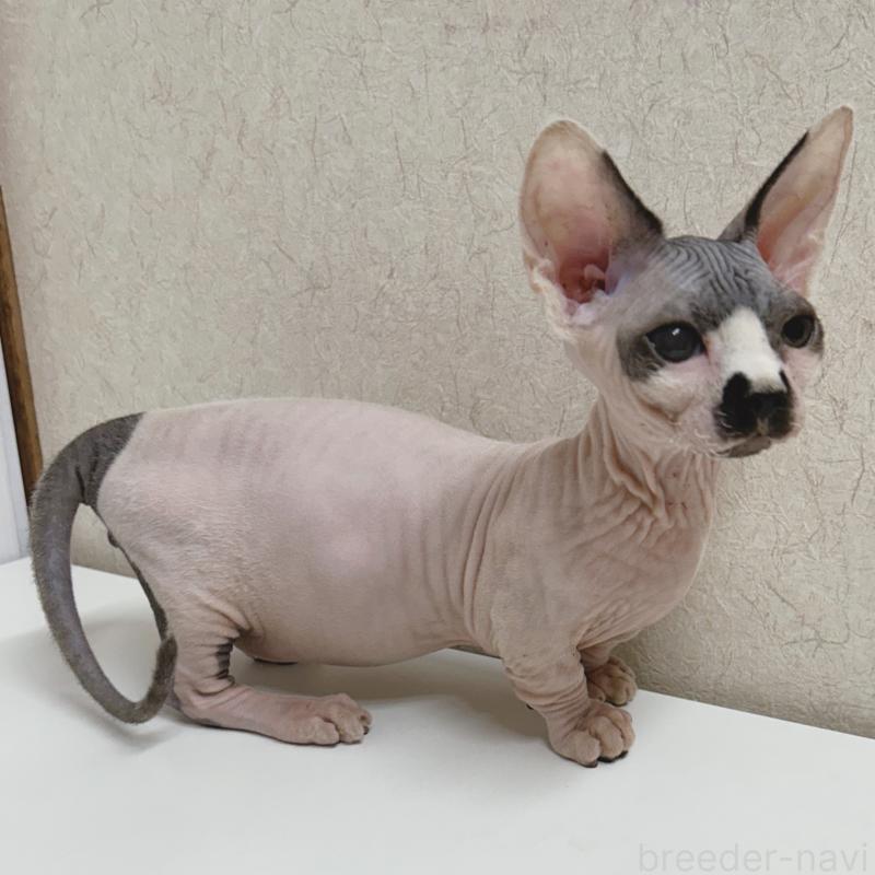 販売中の東京都のバンビーノ-133309の5枚目