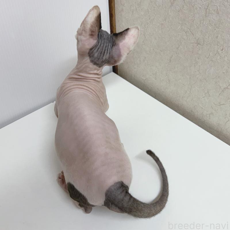 販売中の東京都のバンビーノ-133309の4枚目