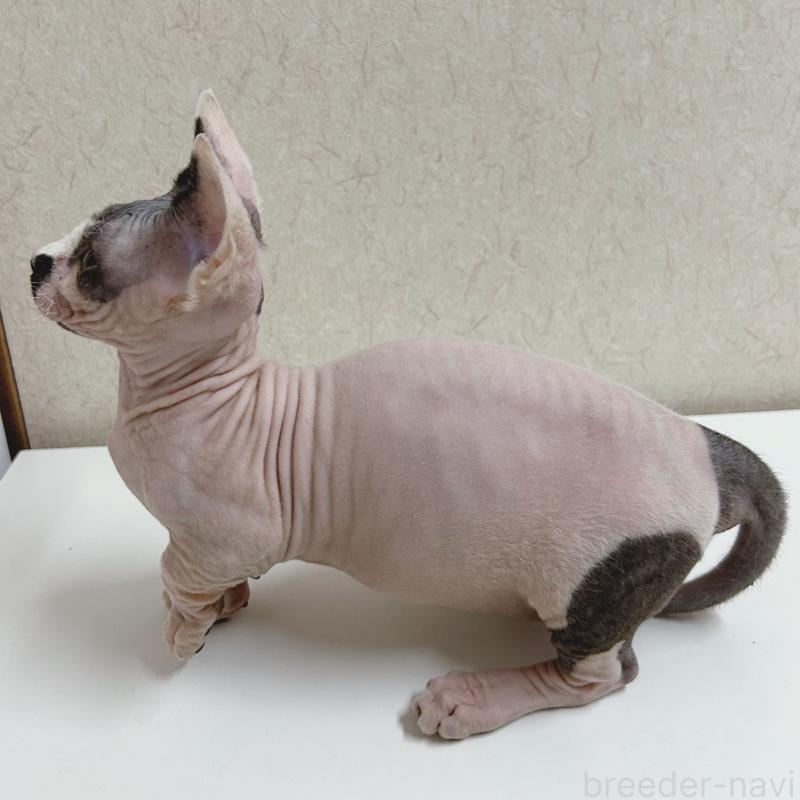 販売中の東京都のバンビーノ-133309の3枚目