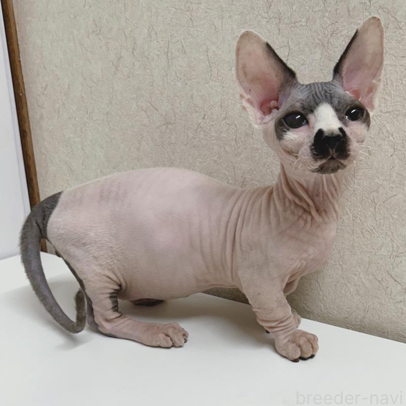 販売中の東京都のバンビーノ-133309の2枚目