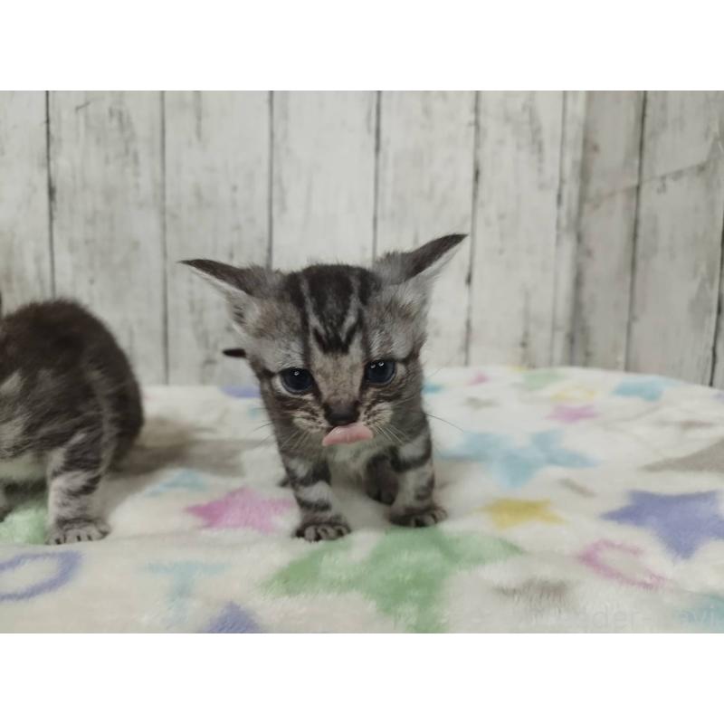 販売中の三重県のアメリカンショートヘア-137534の5枚目