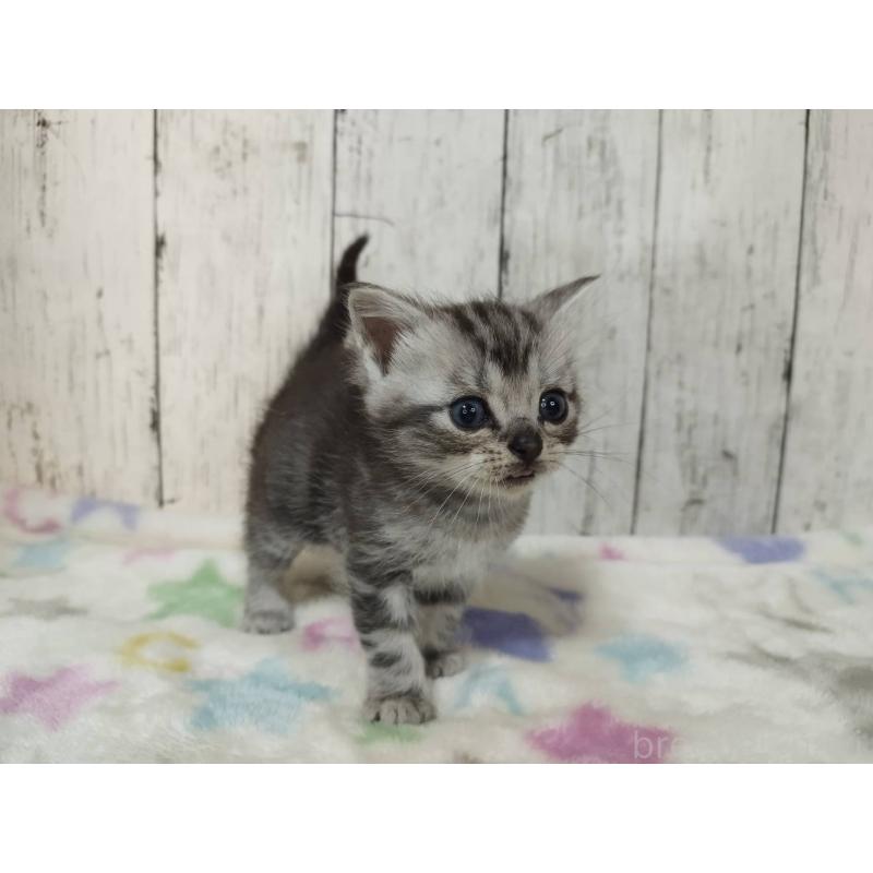 販売中の三重県のアメリカンショートヘア-137534の4枚目